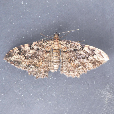 7290 Barberry Geometer Moth - Coryphista meadii