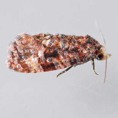 3849 Cochylis cephalanthana