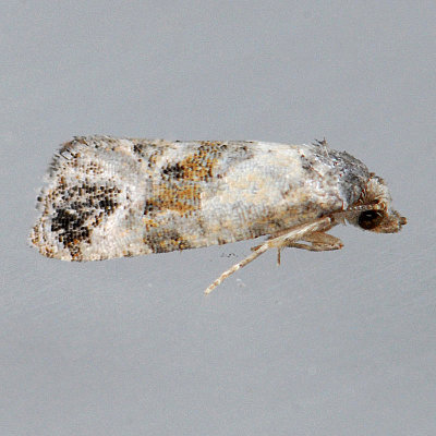 3776 Cochylichroa hoffmanana - Hoffman's Cochylid