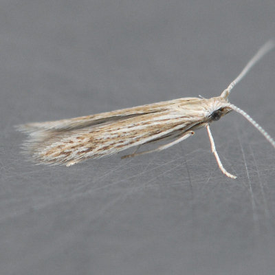 Coleophora