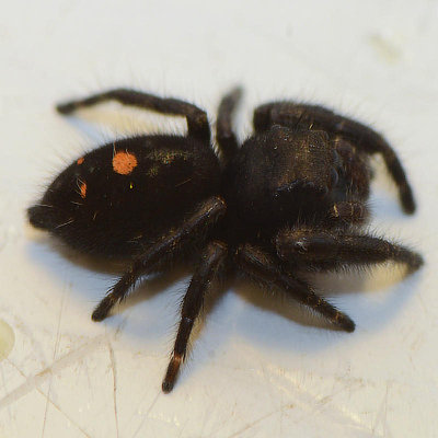 Phidippus audax - Bold Jumper