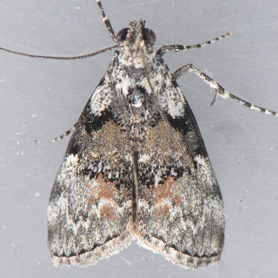 5605 Pococera aplastella - Aspen Webworm Moth