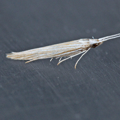 Coleophora