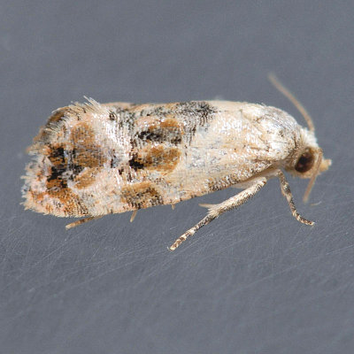 Cochylis