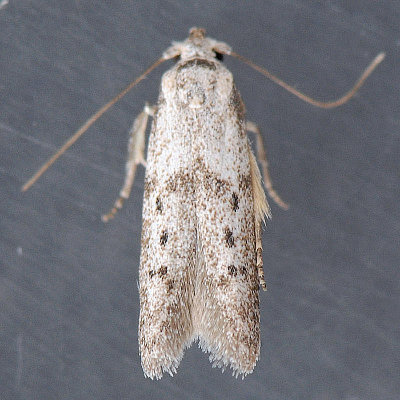 1208 Hypatopa punctiferella