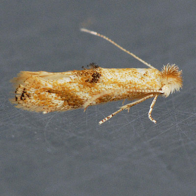 564 Bucculatrix recognita