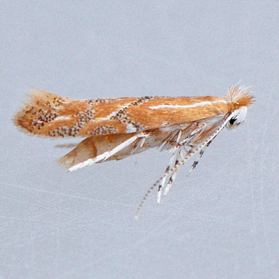 742 Phyllonorycter celtifoliella