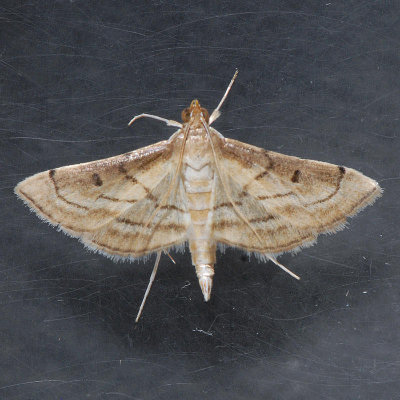 5289 Marasmia Moth  - Marasmia cochrusalis