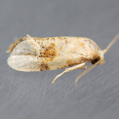 3769 Cochylis bucera