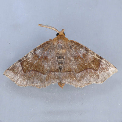 Metarranthis