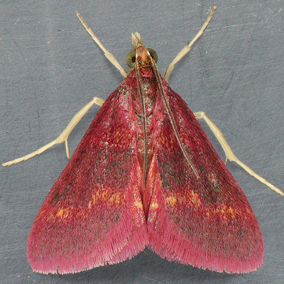 5069 Coffee-loving Pyrausta - Pyrausta tyralis