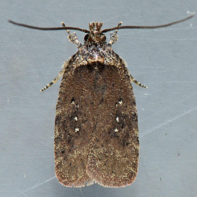 862 Agonopterix clemensella