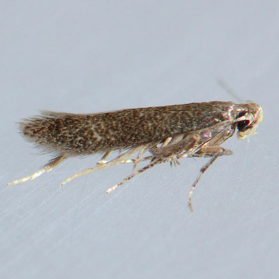 148 Tischeria agrimoniella
