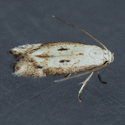 1132.97  Elachista species