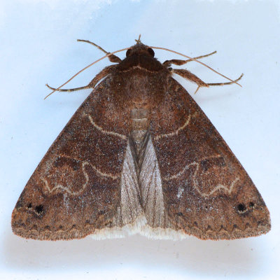 8592  Black-dotted Brown - Cissusa spadix