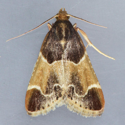 5510 Meal Moth - Pyralis farinalis