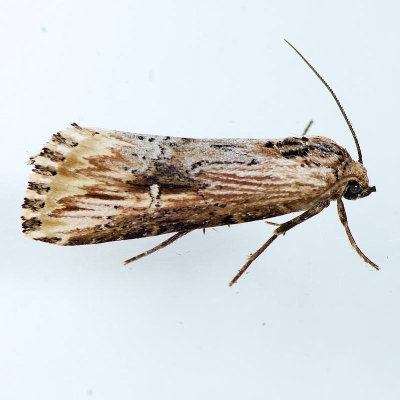 9661 Verbena Moth - Crambodes talidiformis