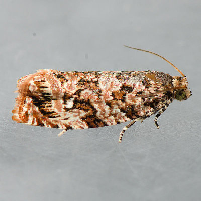 2772 Labyrinth Moth - Phaecasiophora niveiguttana