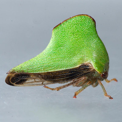 Telamona unicolor - female