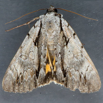 8872 Clintons Underwing - Catocala clintonii