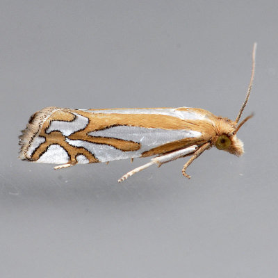 3014   Snakeweed Borer Moth - Pelochrista ridingsana