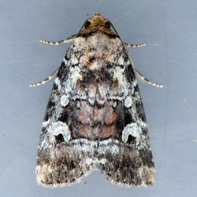 9681.2 – Elaphria cornutinus