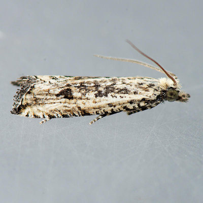 2705 Black-blotched Bactra Moth - Bactra lancealana