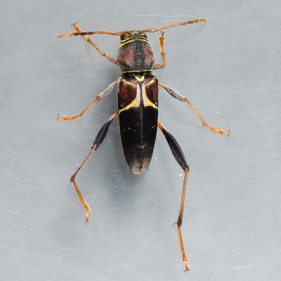 Neoclytus mucronatus