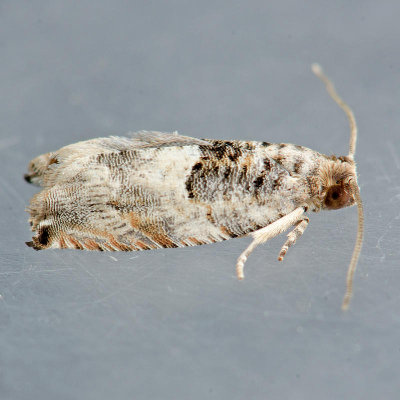3226 Cottonwood Twig Borer Moth  Gypsonoma haimbachiana