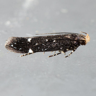 2189 Aroga Moth - Aroga epigaeela