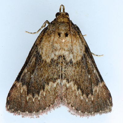 5627 Asimina Webworm Moth  Omphalocera munroei