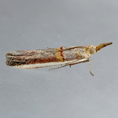 5744  Gold-banded Etiella Moth  - Etiella zinckenella