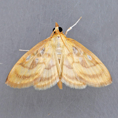 4945  Pale-winged Crocidiphora - Crocidiphora tuberculalis