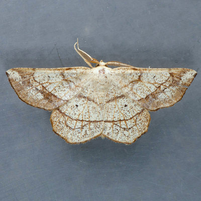 6731 Scrub Euchlaena Moth  Euchlaena madusaria