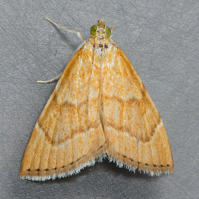 4877 Aethiophysa Moth - Aethiophysa invisalis