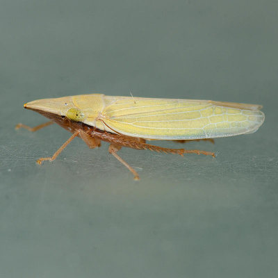 Draeculacephala