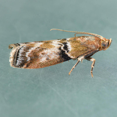 5786 Meroptera Moth - Meroptera cviatella