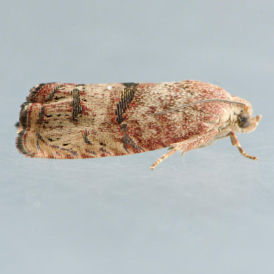 3494  Filbertworm Moth - Cydia latiferreana