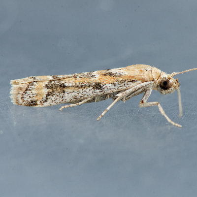 5916 – Heterographis morrisonella