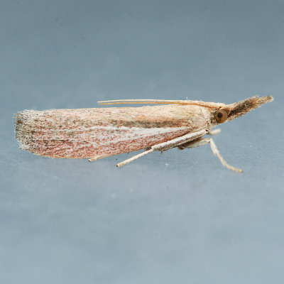  6043  Peoria bipartitella