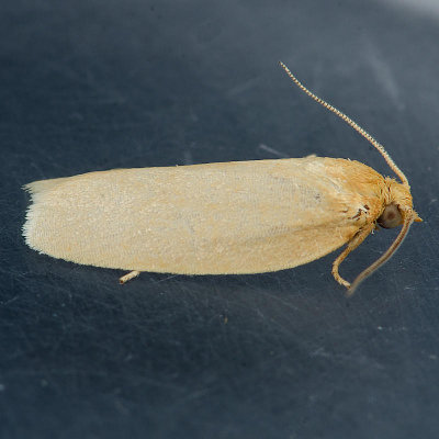 3693 Xenotemna pallorana - Pallid Leafroller Moth