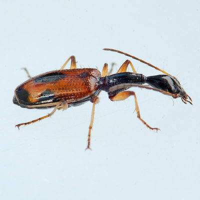 Colliuris pensylvanica