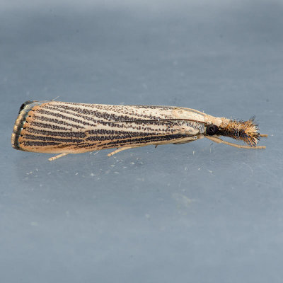 5403 Vagabond Crambus - Agriphila vulgivagella