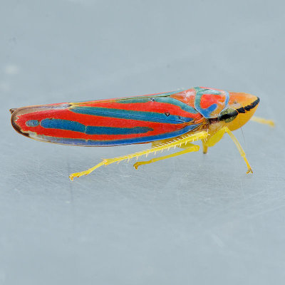 Graphocephala coccinea - Red-banded Leafhopper