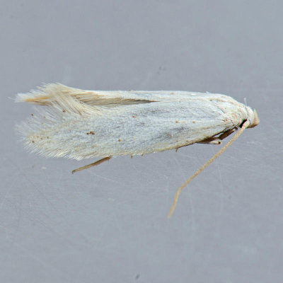 1081 Elachista epimicta