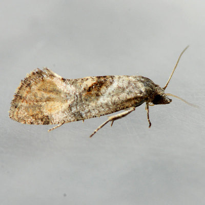 3781 Cochylis temerana