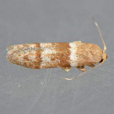 Blastobasis