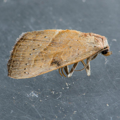 9688 Wedgling Moth  Galgula partita 