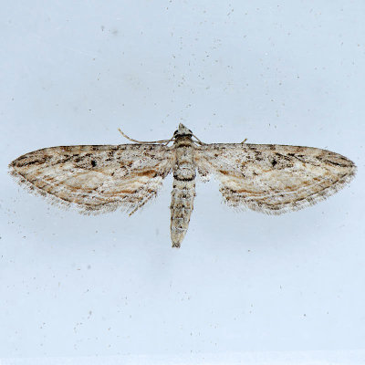 7586 Eupithecia acutipennis ?