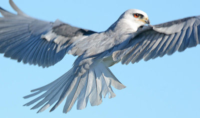 White-tailed Kite